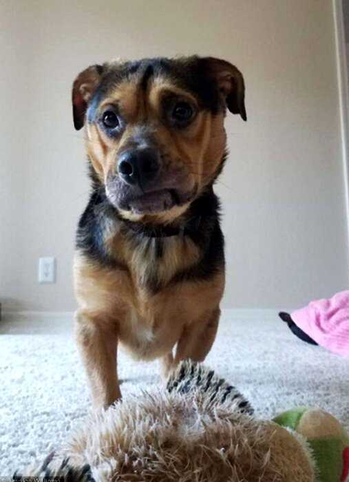 Самая грустная собака Калифорнии, по кличке Бенджи, обрела новую семью
