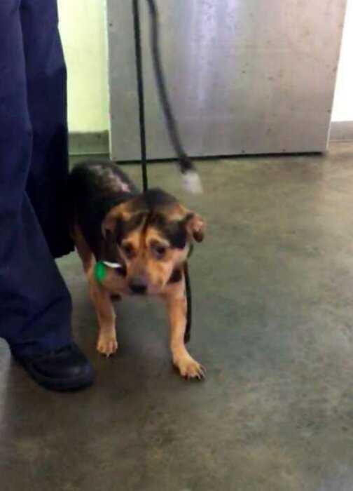 Самая грустная собака Калифорнии, по кличке Бенджи, обрела новую семью