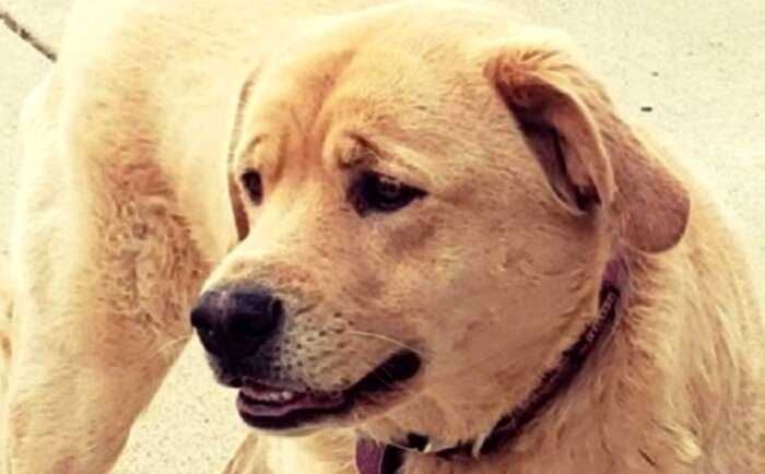 В США пропавшая собака вернулась в предыдущий дом хозяина в другом штате