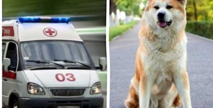 Медбрат пытался прогнать собаку, которая преградила дорогу скорой помощи, но она но собака все равно не ушла