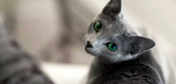 5 пород кошек, которые идеально подойдут для жизни в квартире