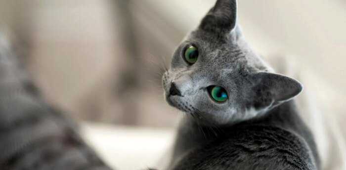 5 пород кошек, которые идеально подойдут для жизни в квартире