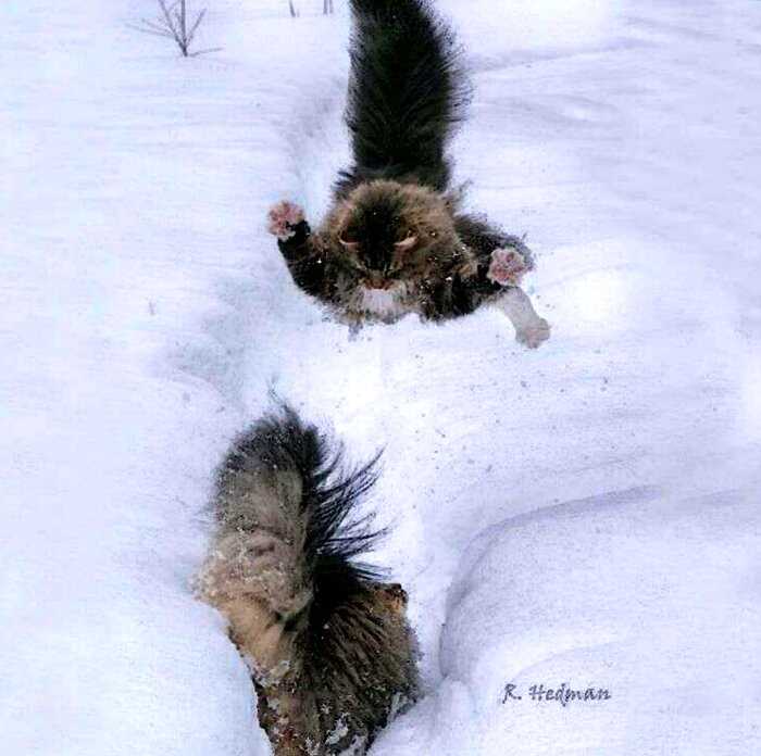 Фотограф из Финляндии поделилась фото своих неимоверно крутых северных котов!