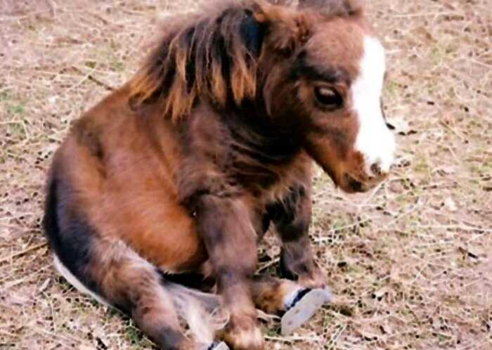 Эта лошадка — самая маленькая и обаятельная в мире