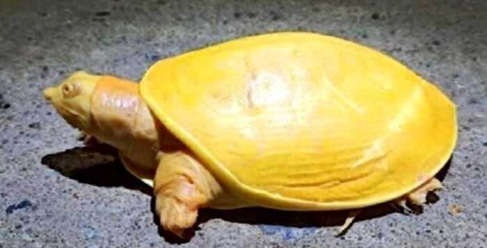 Странную черепаху ярко — желтого цвета, обнаружили в Индии