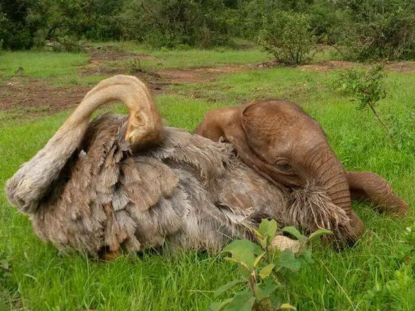 Слоненок-сирота, потерявший семью, каждый день обнимает страуса