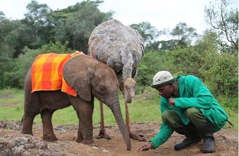 Слоненок-сирота, потерявший семью, каждый день обнимает страуса