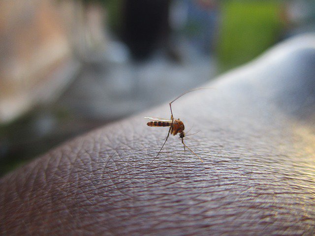 Почему одних людей комары кусают больше, чем других?