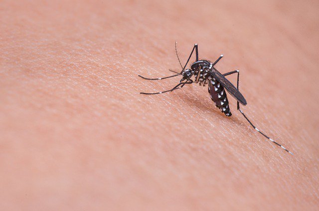 Почему одних людей комары кусают больше, чем других?
