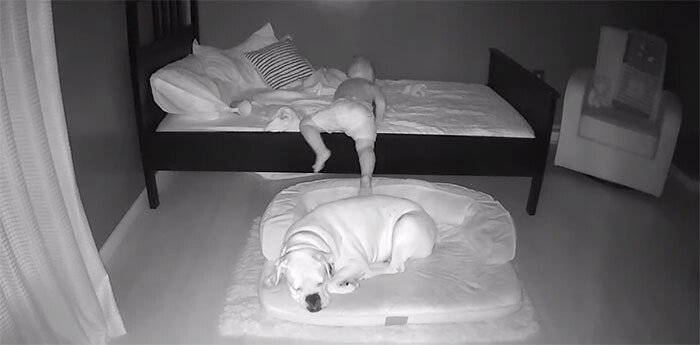Чтобы спать на полу в обнимку с лучшим другом, малыш посреди ночи выбирается из своей кровати