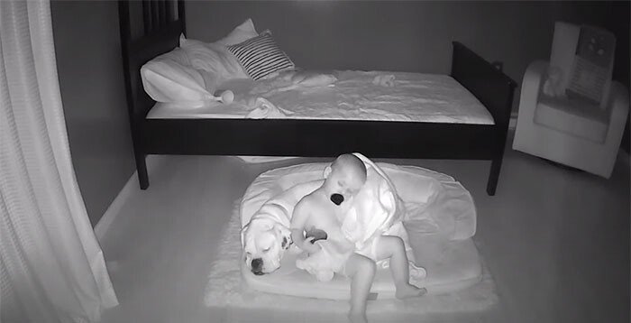 Чтобы спать на полу в обнимку с лучшим другом, малыш посреди ночи выбирается из своей кровати