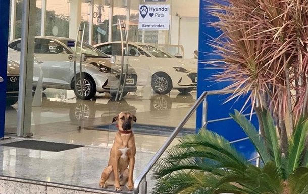 Бездомную собаку приняли на работу в автосалон