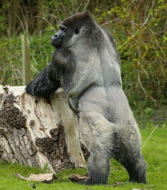 Туристы со всего мира приезжают посмотреть на самца гориллы, который учится ходить, как человек
