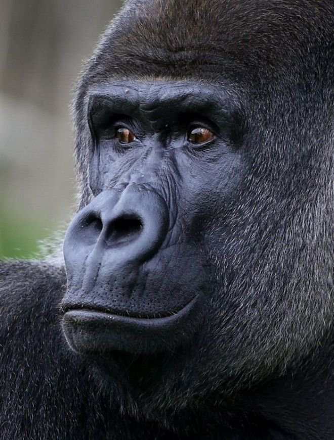 Туристы со всего мира приезжают посмотреть на самца гориллы, который учится ходить, как человек