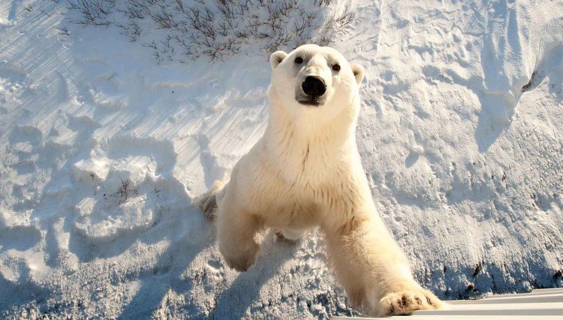Что произойдет, если белого медведя ради спасения переселить в Антарктиду