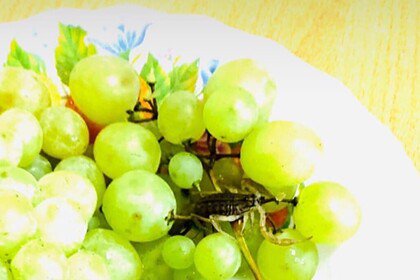 В Казани женщину укусил скорпион из купленного винограда