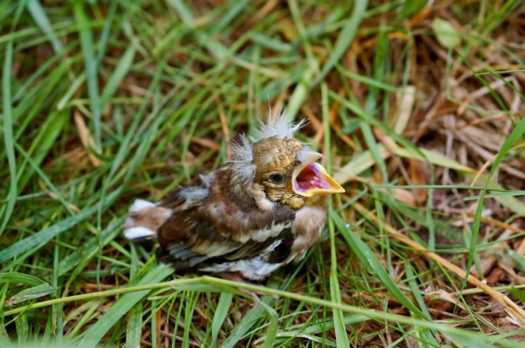 Правда, что птицы откажутся от птенцов, если до них дотронется человек?