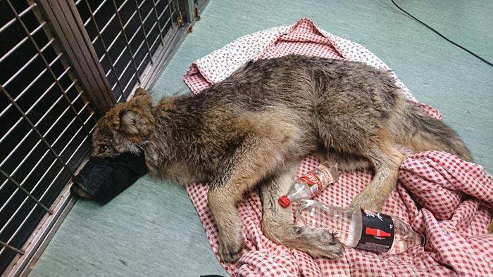 Рабочие из Эстонии спасли «собаку» из замерзшей реки, не зная, что это волк