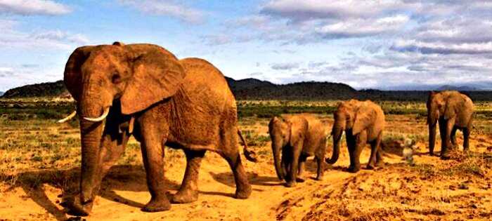 Потерянный плюшевый слоник путешествует по миру