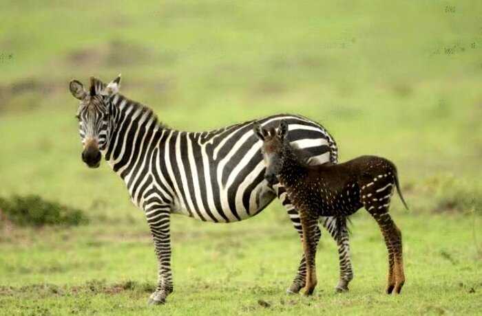 В Кении появилась на свет зебра с уникальным окрасом