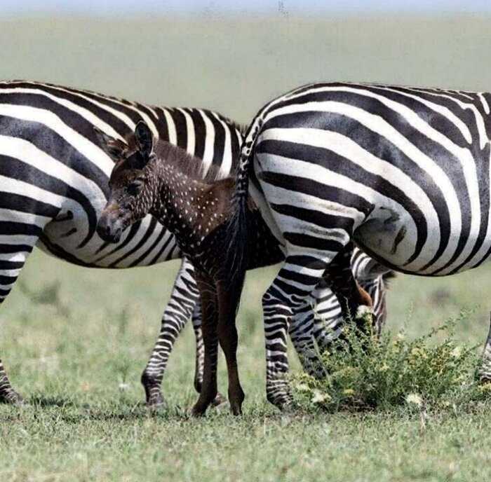 В Кении появилась на свет зебра с уникальным окрасом