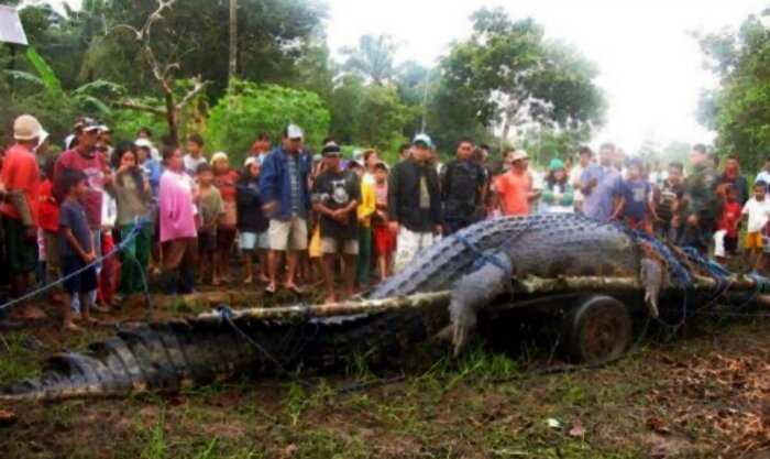 Рейнджеры поймали огромного крокодила, и это князь рептилий. Вот почему в реках в Австралии лучше не плавать