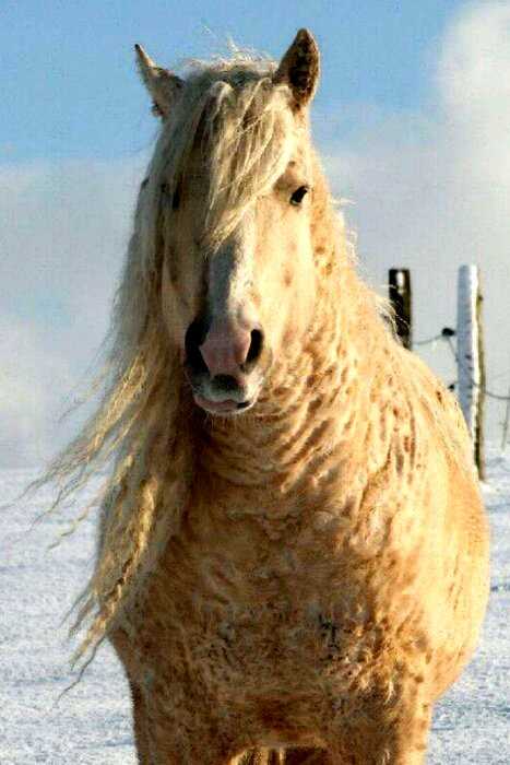 Красивые создания, о которых мало кто знает — кудрявые лошадки