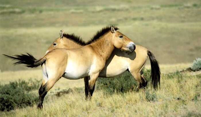 Новая сенсация в мире науки, поможет возродить лошадей Пржевальского