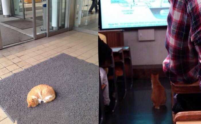 Рыжий кот приходит в университет, чтобы поспать на парах, и это зрелище заставит улыбнуться любого