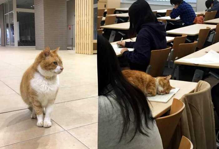 Рыжий кот приходит в университет, чтобы поспать на парах, и это зрелище заставит улыбнуться любого