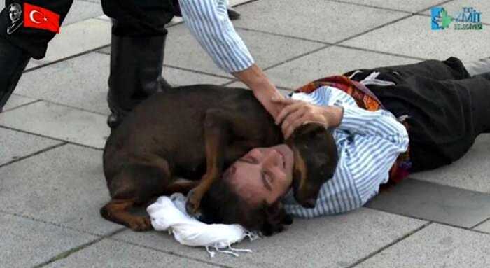 Актёр притворился раненым, но вдруг появилась собака, чтобы сделать самое милое, что вы сегодня увидите