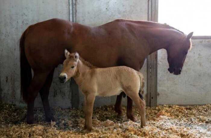 Очаровательный жеребенок поможет возродить лошадей Пржевальского