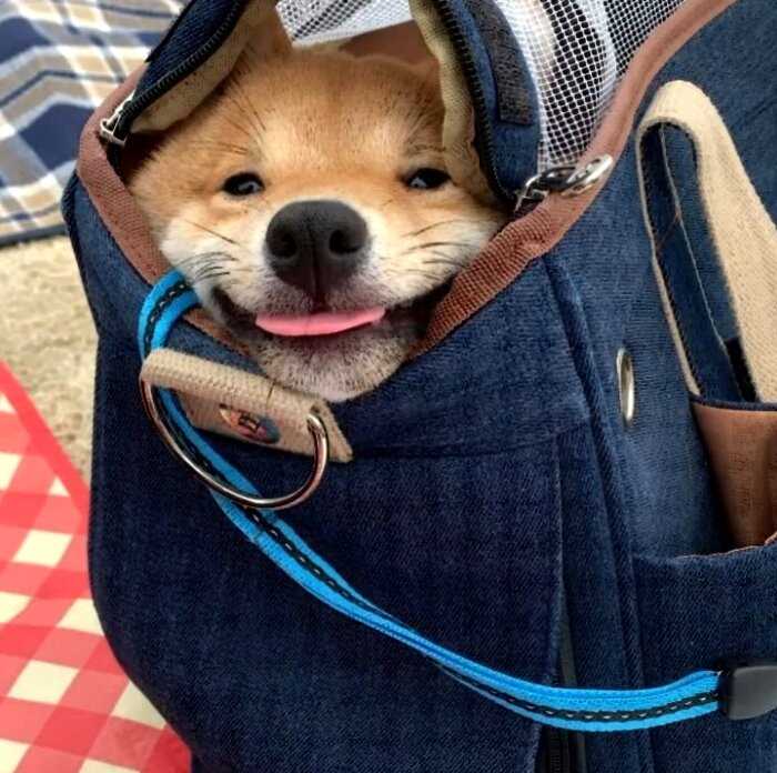 Знакомьтесь — щенок с самой очаровательной улыбкой в мире, который живет в Японии