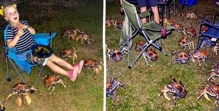 Очень большие и очень голодные крабы нарушили семейный пикник в Австралии