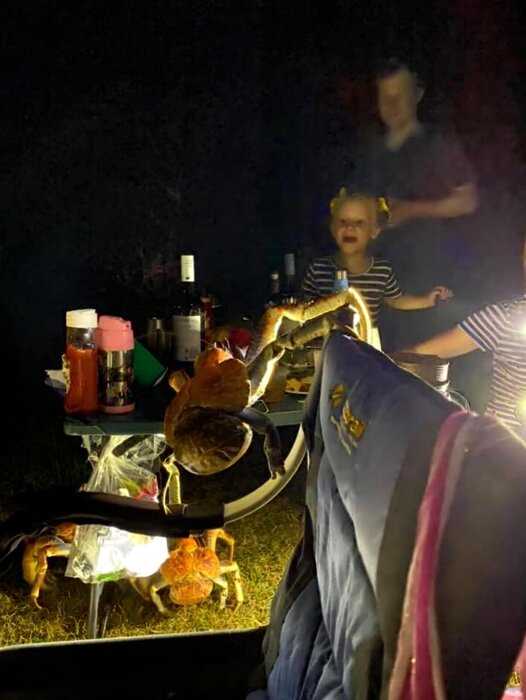 Очень большие и очень голодные крабы нарушили семейный пикник в Австралии