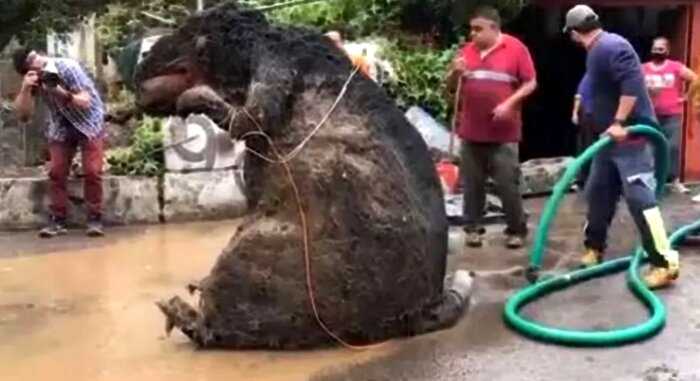 Крысу, размером с корову, нашли в Мехико при расчистке канализации