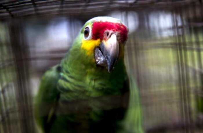 В зоопарке рассадили попугаев, которые матерились и оскорбляли посетителей