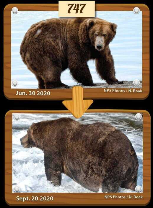 Медведь победил в конкурсе толстяков, набрав за карантин больше всего килограммов — фото до и после