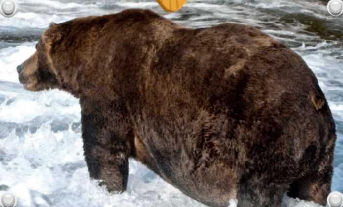 Медведь победил в конкурсе толстяков, набрав за карантин больше всего килограммов — фото до и после