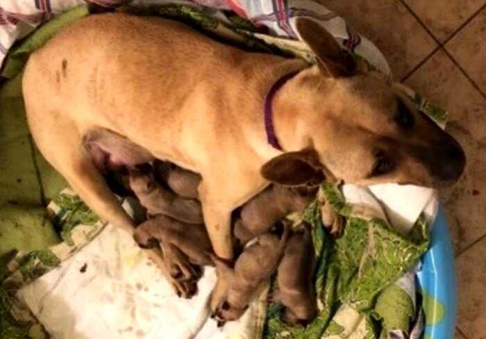 Спасая собаку от усыпления, мужчина спас еще шесть щенков