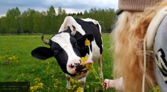 Австрийские ученые выяснили, что больше любят коровы в общении с людьми