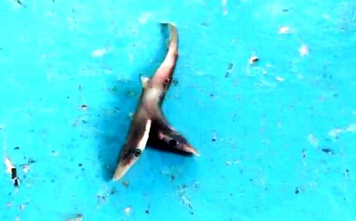 Рыбак выловил редкую двухголовую акулу