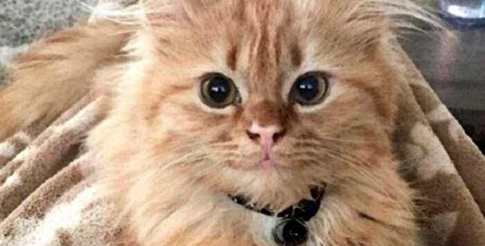 Эту кошку называют «кошачьей Моной Лизой» из-за ее постоянной загадочной улыбки