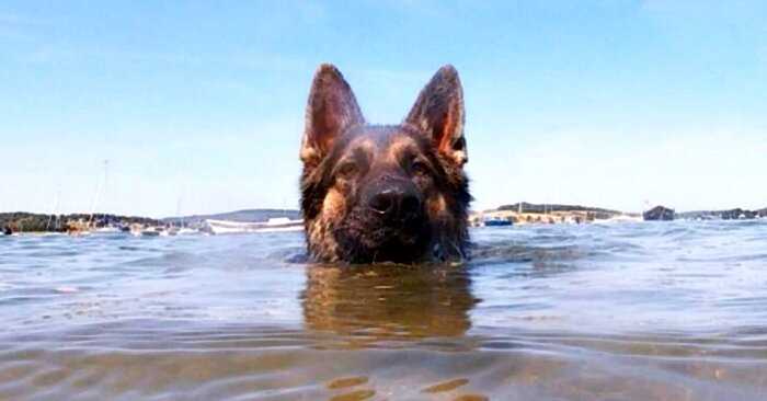Преданный друг: пес на протяжении 11 часов плыл к берегу и спас хозяина