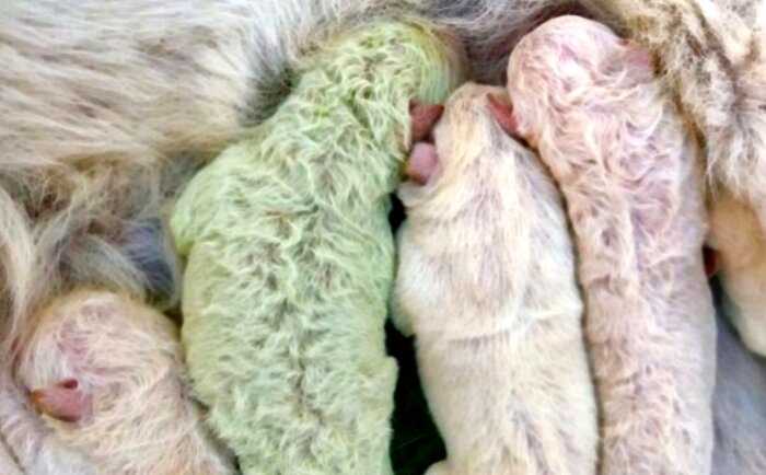 В Италии родился зеленый щенок