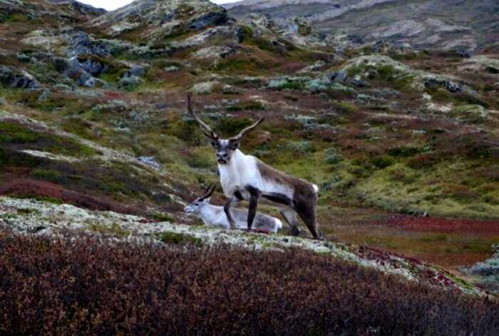 В Норвегии можно наблюдать за северными оленями на расстоянии вытянутой руки