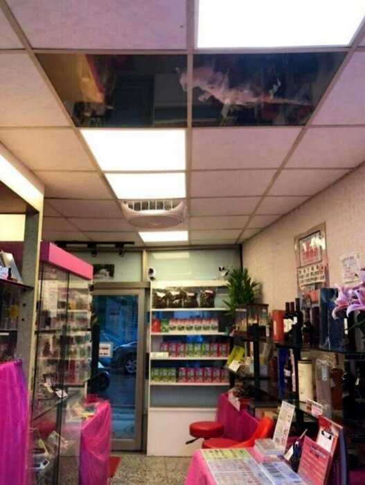 Хозяин магазина установил прозрачный потолок, и получил систему котонаблюдения