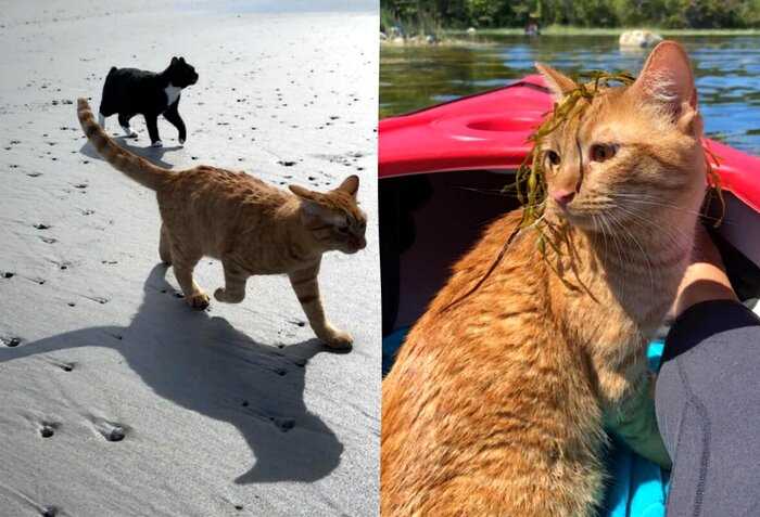 Кота впервые взяли на пляж, но его недовольная морда выразила всё, что он думает на этот счёт