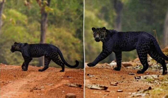 В Индии заметили редчайшего черного леопарда за охотой
