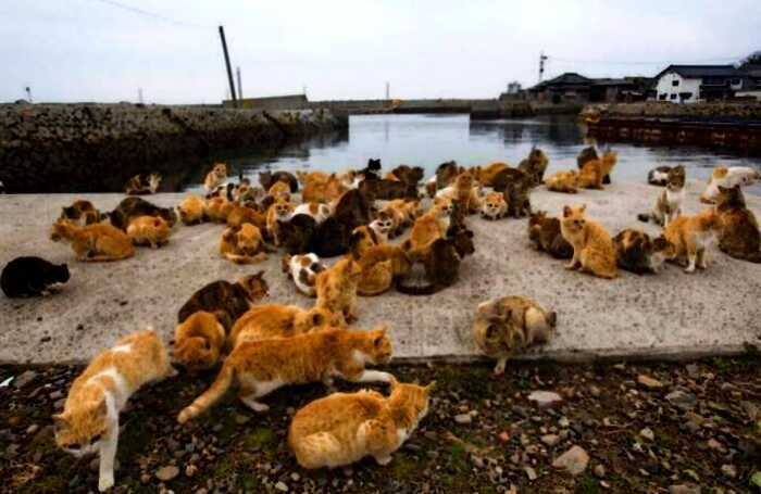 В Японии есть «рай» для кошек, куда собакам вход запрещён